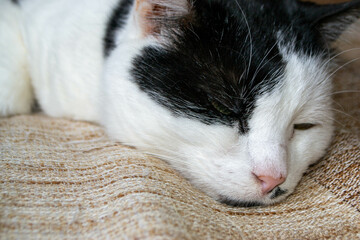 A black and white cat with a green eye is sleeping on a brown and tan blanket. High quality photo