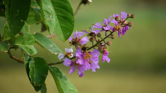 Queen's Flower, Jarul, Giant Crape-myrtle, Queen's Crape-myrtle, Banabá Plant, Pride of India, Lagerstroemia speciosa