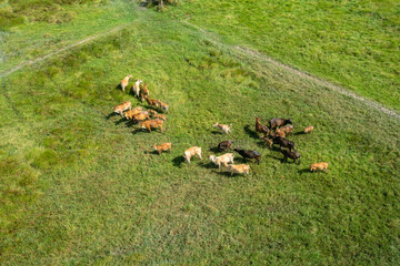 Rural cows on natural pasture. High angle view. Cows animal nature landscape on country field sun green grass.