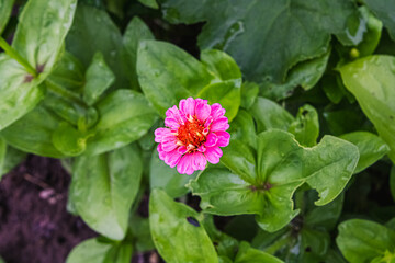 Pink Flower in the Summer garden