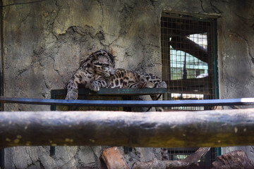 A leopard is in a zoo enclosure.