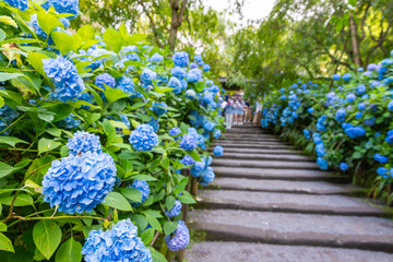 明月院の紫陽花