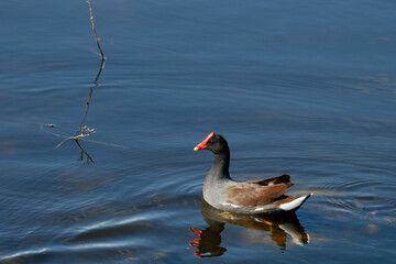 Common moorhen