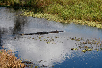 alligator in the swamp
