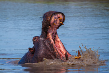 Fototapeta na wymiar Hippo warning other males to stay clear of his territory.