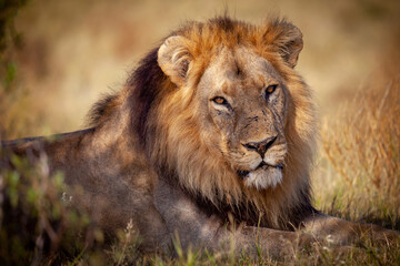 Plakat The King at rest. Captured in Botswana