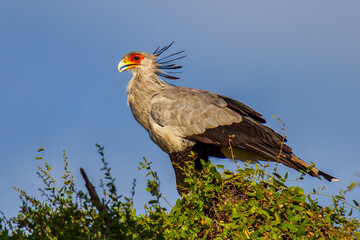 Secretary Bird named after its crown of feathers of its stomping for its prey, seen here perched in its nesting tree.