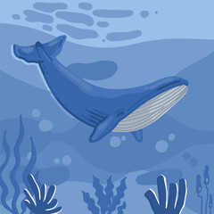 blue whale in the ocean