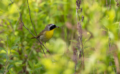 Male Common Yellowthroat with an insect