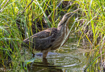 American Bittern in the reeds