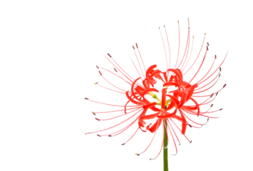 ヒガンバナ9月撮影