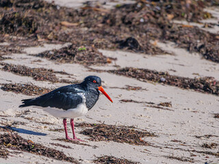 Pied Oyster Catcher
