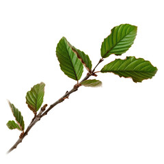 Fototapeta premium Subtle Elegance: Branch Tip on Clean White Background