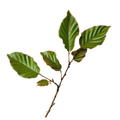 Fototapeta premium Delicate Botanical: Branch Tip Detail on White Background