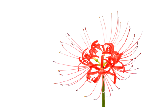 ヒガンバナ9月撮影