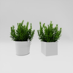 rosemary in a pot, 3d render