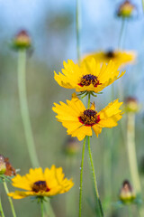 Bright yellow flowers growing in a meadow on a sunny morning.