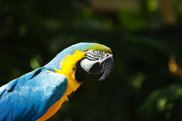 Portrait of blue and gold macaw parrot on a dark green background