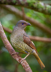 Satin Bowerbird Female or Juvenile perched on a branch of a tree.