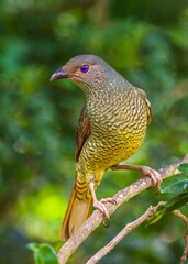 Satin Bowerbird Female or Juvenile perched on a branch of a tree.