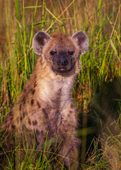 Spotted Hyena Okovanga Delta Botswana.