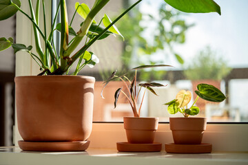 Small Alocasia and Monstera plant in clay pots on windowsill at home. Decorative baby Anthurium Silver Blush houseplant in flowerpot in sunny living room, selective focus. Indoor gardening concept.
