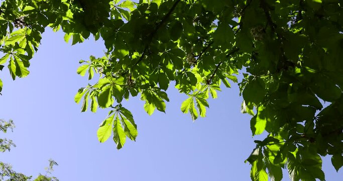 a flowering chestnut tree with green foliage in the spring season, chestnut foliage and flowers in sunny spring weather