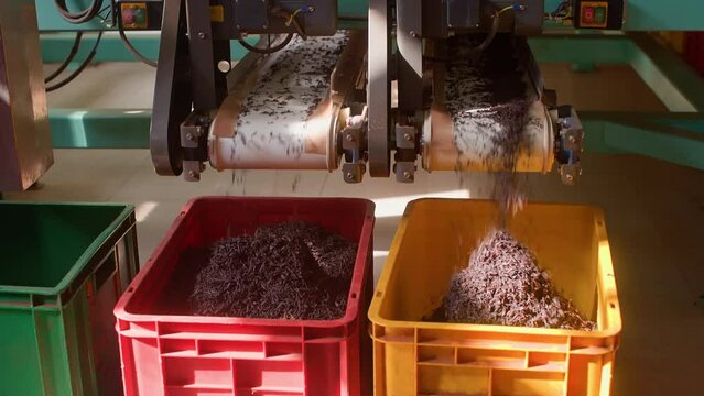 Machinery equipment for sorting tea leaves on production industrial plant. Grading dried tea leaves on manufacturing factory and pouring out in plastic boxes, two conveyor lines. Eco tea production.