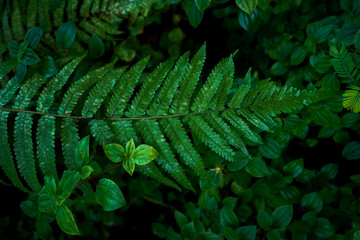 Naklejka na ściany i meble fern leaf in the forest