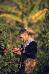 Asian man farmer harvesting and picking ripe cherry Arabica coffee beans berries at coffee plantation. Woman farm worker growing organic robusta or arabica coffee crop plant in agriculture