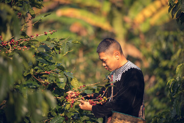 Asian man farmer harvesting and picking ripe cherry Arabica coffee beans berries at coffee plantation. Woman farm worker growing organic robusta or arabica coffee crop plant in agriculture