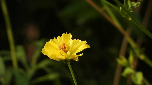Amur adonis in ground beautiful flower .