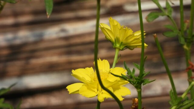 Amur adonis  yellow - beautiful flower