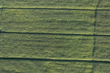 Aerial view of corn field at Vale do Paraiba, Brazil.