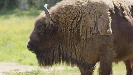 European buffalo Bison bonasus in meadow basking in sunshine. Closeup profile