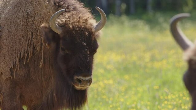 European bison shake head to get rid of flies, rack focus to head of other bison