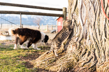 Cat Scratching Tree