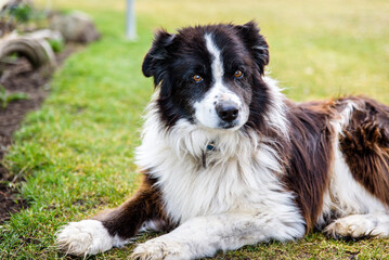 Knowing Sheep Dog
