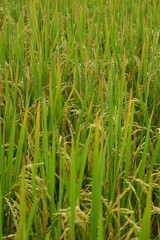 Obraz premium green rice field