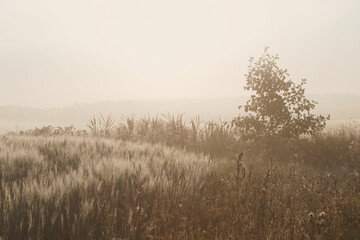 Obraz na płótnie Canvas Simple and light background of grass on a foggy morning
