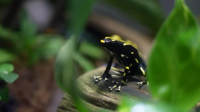 Yellow Alanis Poison Dart Frog Through Plant Leaves. selective focus