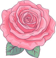 red pink rose illustration, romantic decorative flower