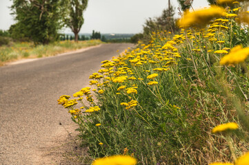 Yellow flowers along the road. Achillea filipendulina in the wild. © Natalia