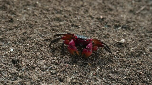 Red claws crab searching and eating food on the dirt soil near the river 1