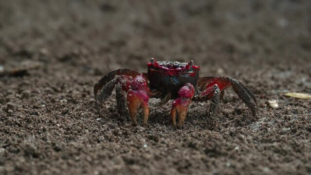 Red claws crab searching and eating food on the dirt soil near the river 4