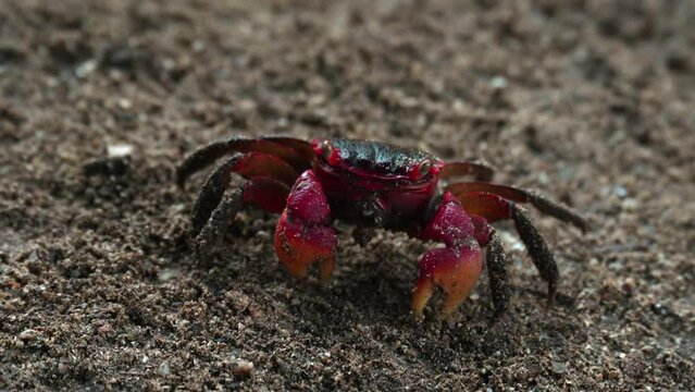 Red claws crab searching and eating food on the dirt soil near the river 3