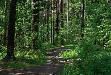 Forest path on a sunny June morning. Moscow region Russia