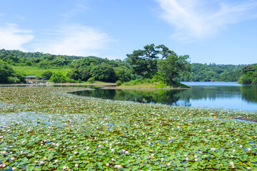スイレンの花咲く夏の多鯰ヶ池 鳥取県 多鯰ヶ池