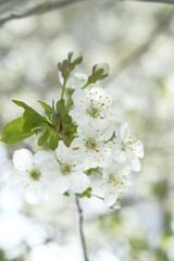 Inflorescence of white apple flowers on blurred background.