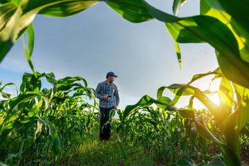Agriculturist or Agronomist on farm, Worker working in growing green corn fields.